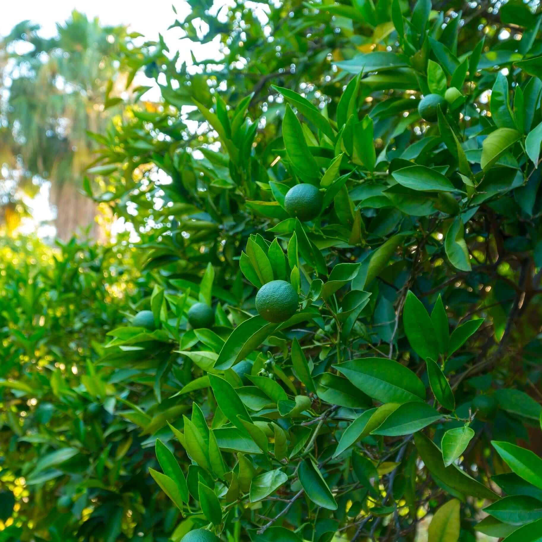 Mexican / Key Lime