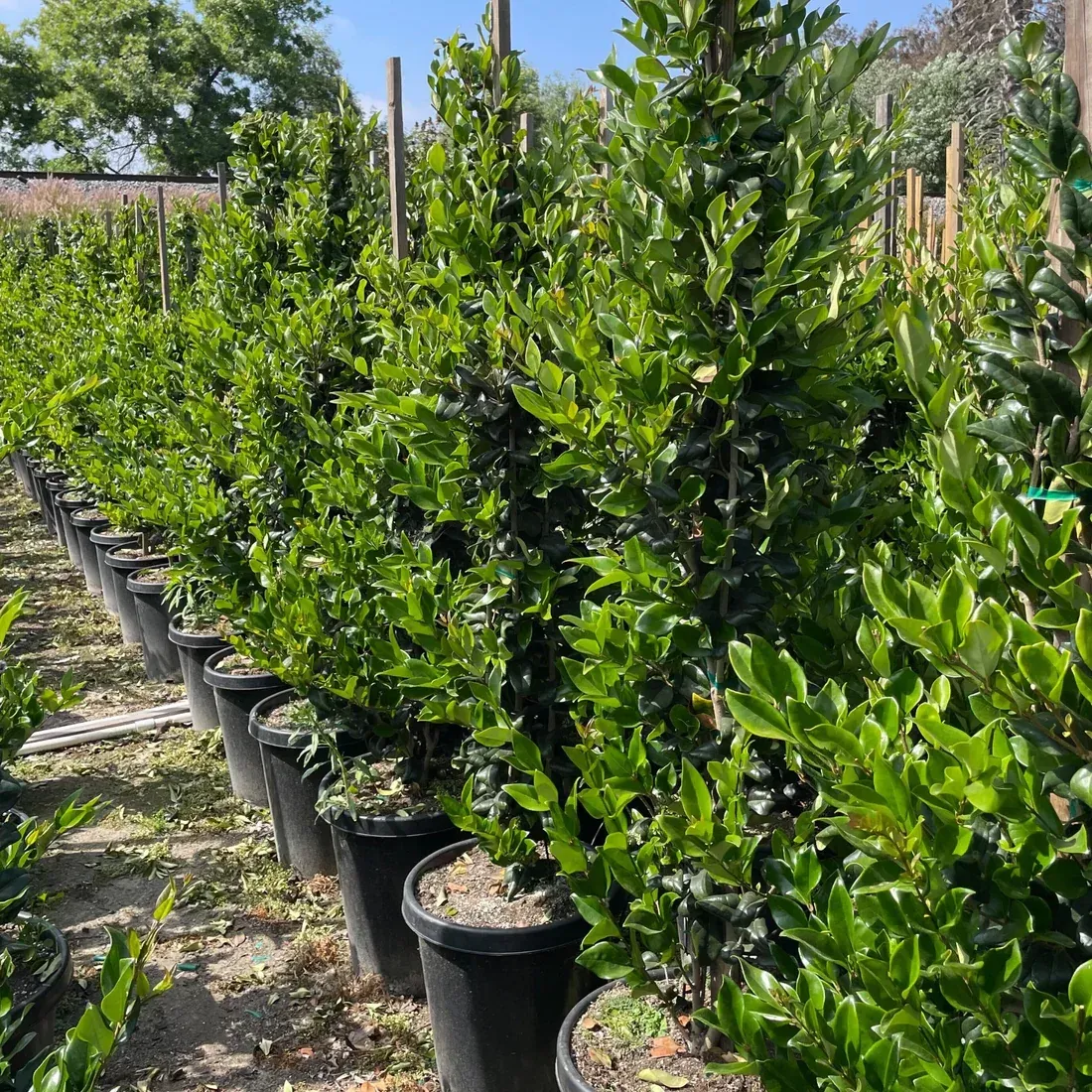 Waxleaf Privet Hedge