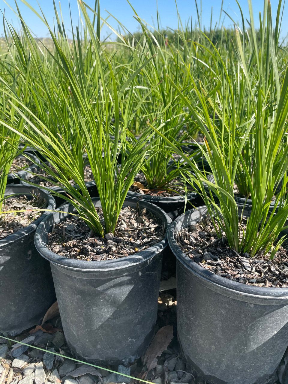 LOMANDRA LONGIFOLIA 'BREEZE'