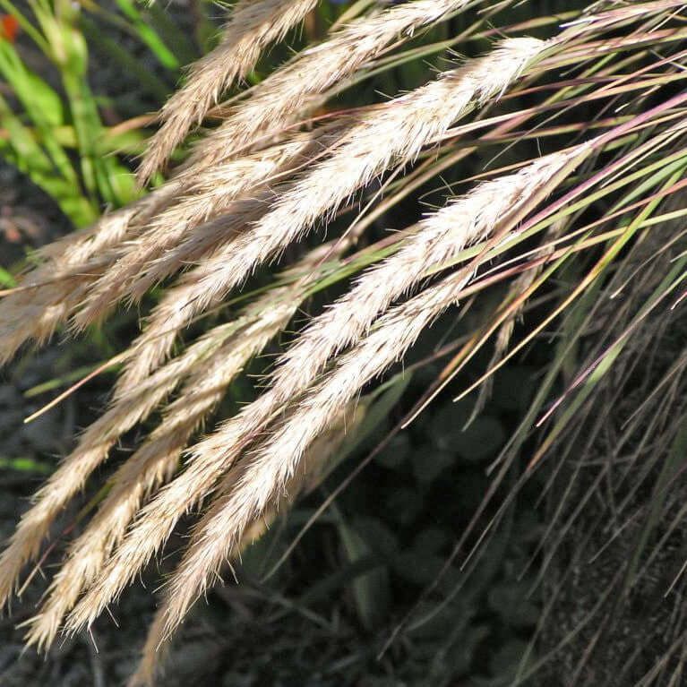 Mendocino Reed Grass Calamagrostis foliosa