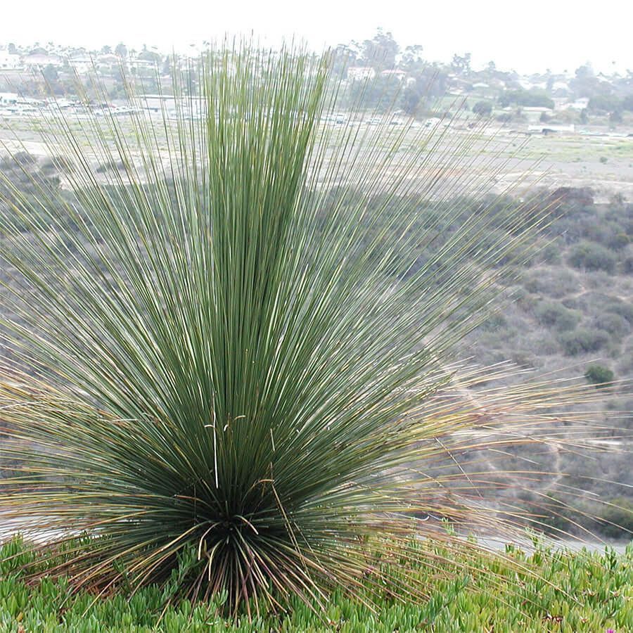Mexican Grass Tree
