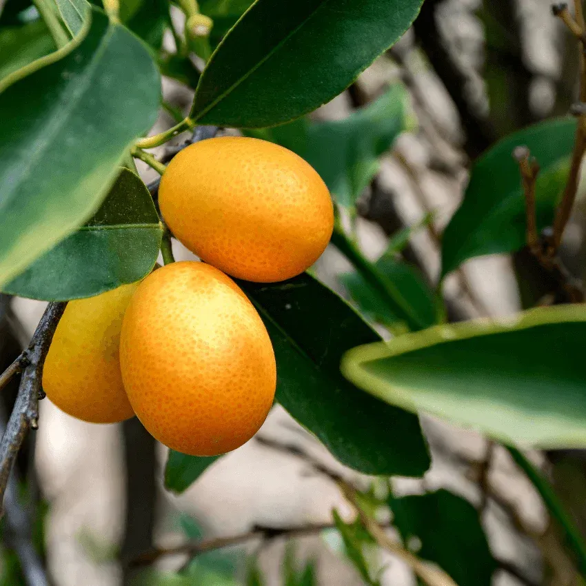 Nagami Kumquat