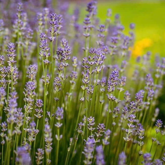 Provence Lavender Lavandula x intermedia 'Provence'