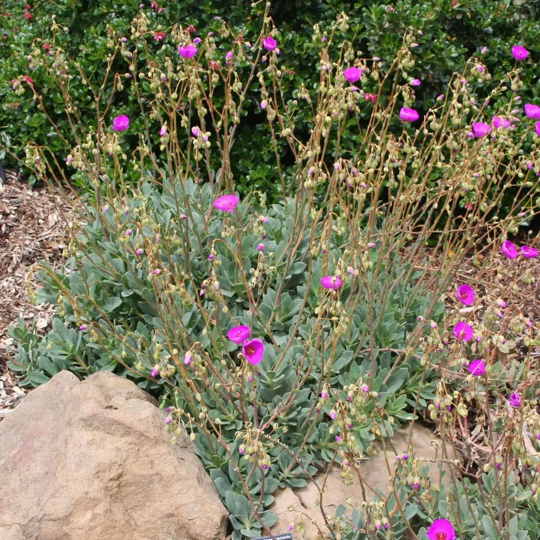 Calandrinia Grandiflora