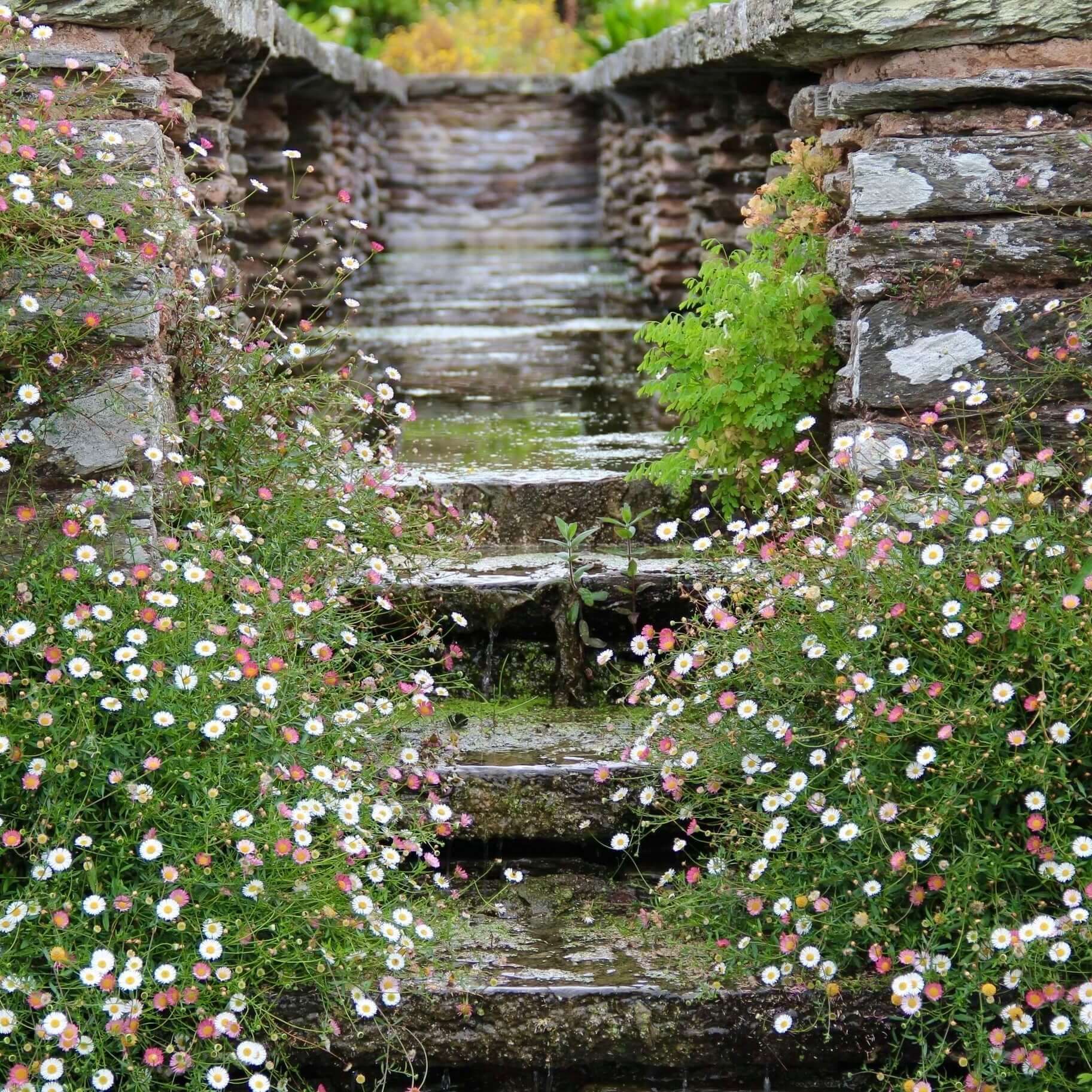 Santa Barbara Daisy Erigeron karvinskianus