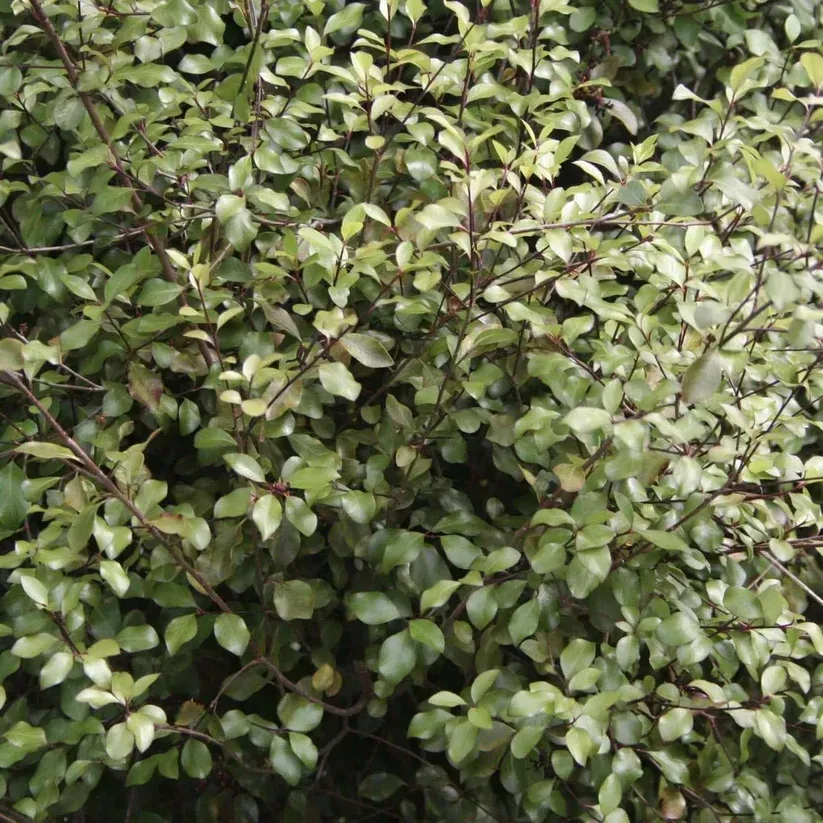 Pittosporum Tenuifolium 'Silver Sheen'