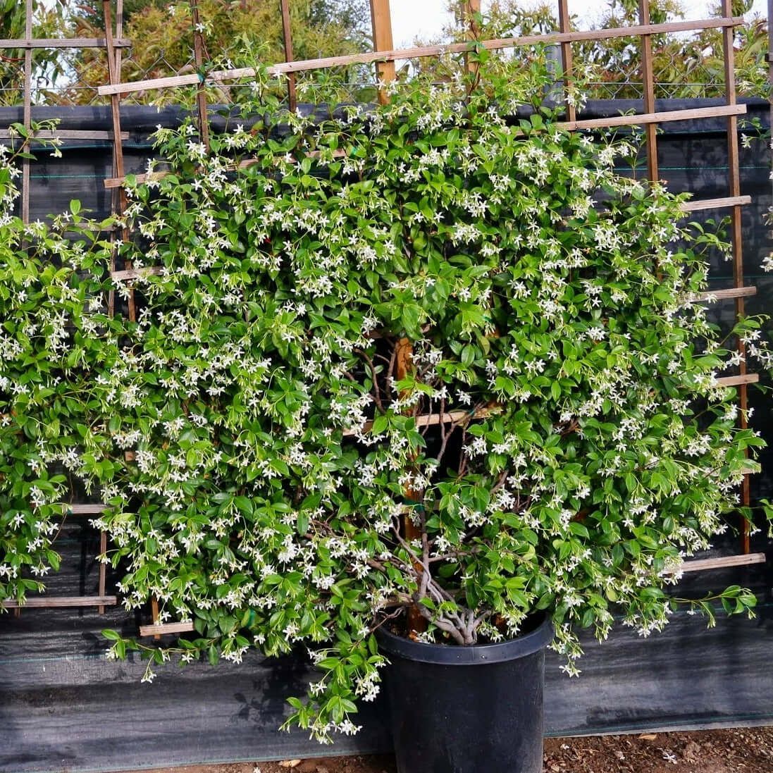 Star Jasmine TRACHELOSPERMUM JASMINOIDES