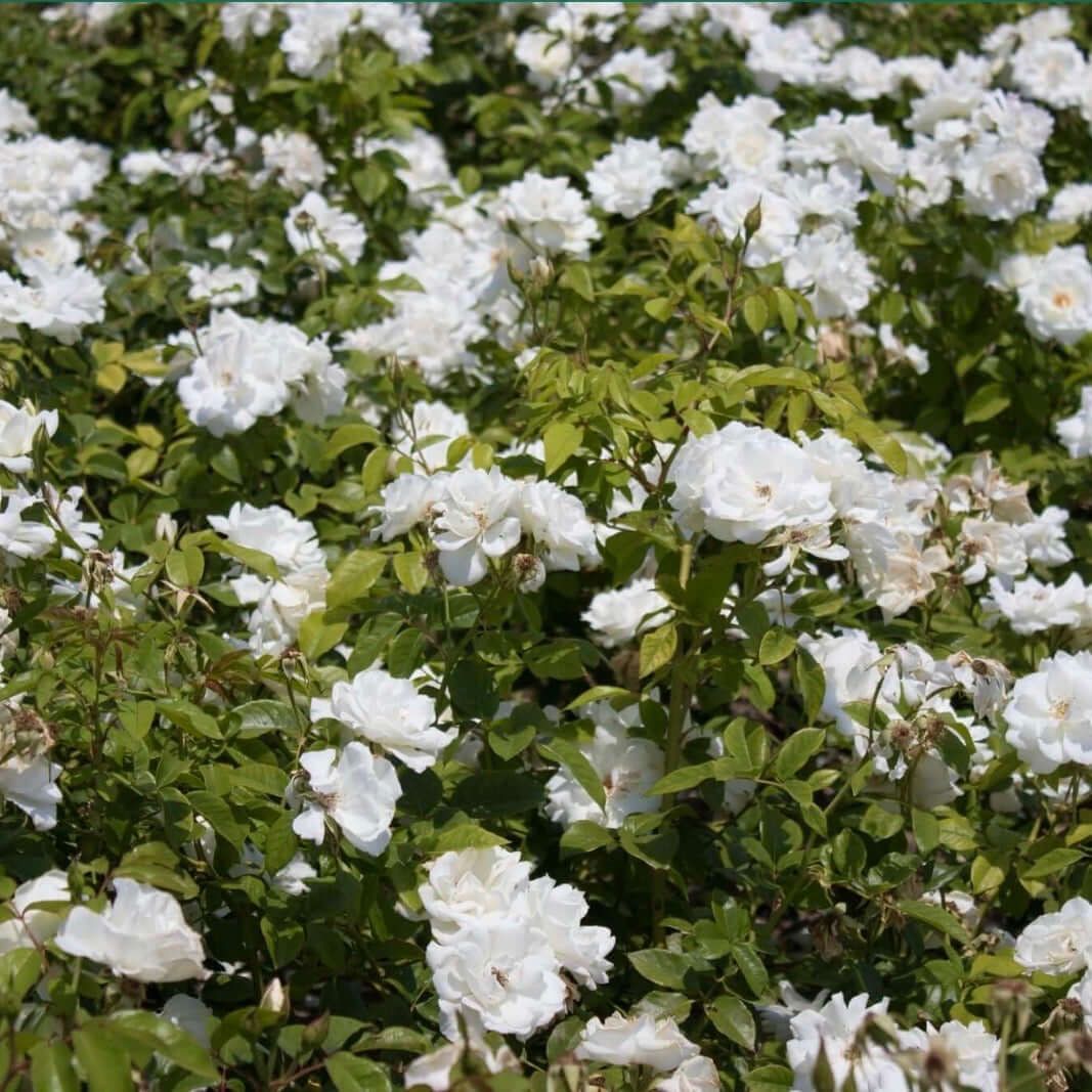 White Iceberg Shrub Rose Rosa 'Iceberg'