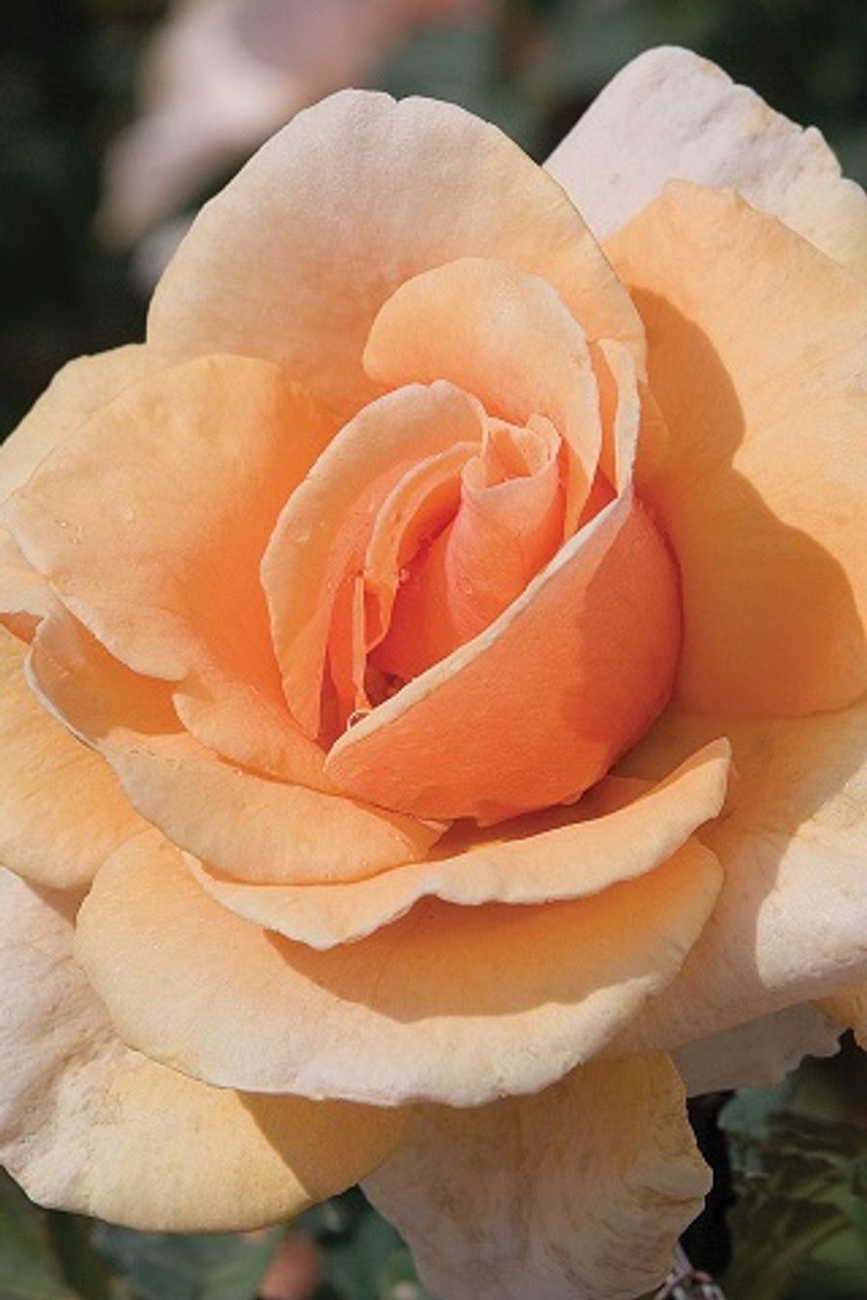 ROSA BRANDY (HYBRID TEA)