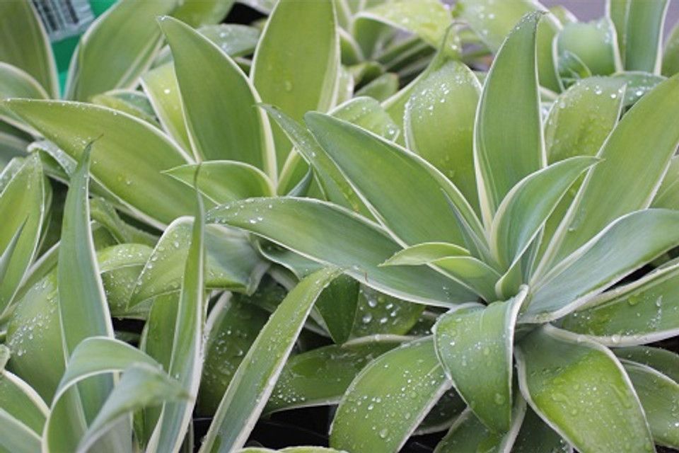 AGAVE ATTENUATA 'RAY OF LIGHT'