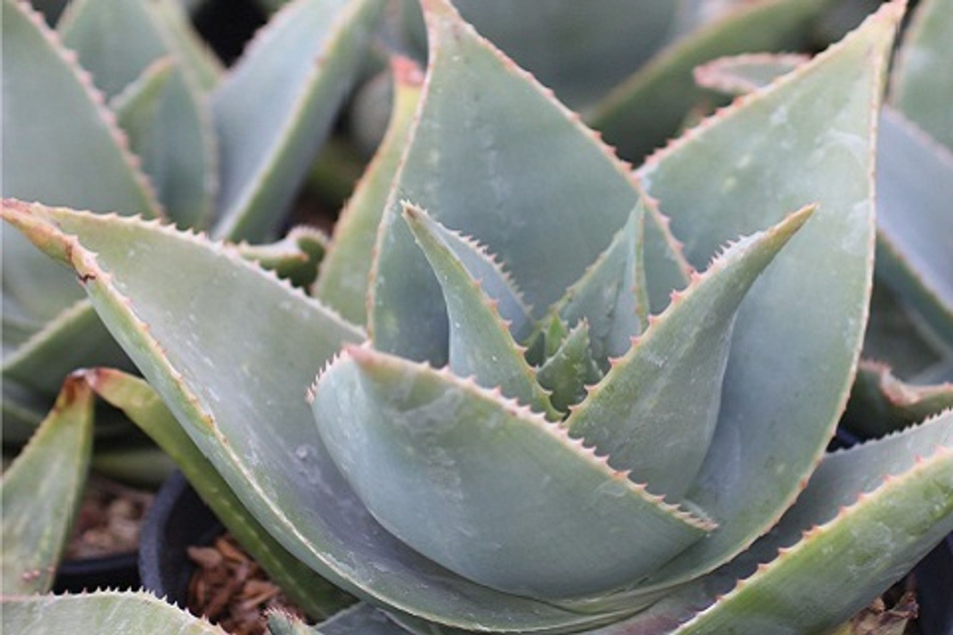 Aloe Striata