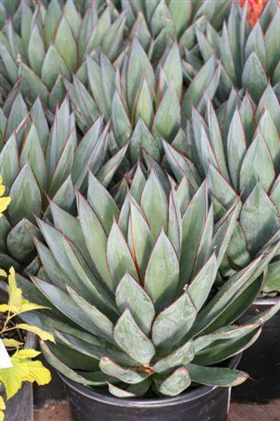 Agave Blue Glow