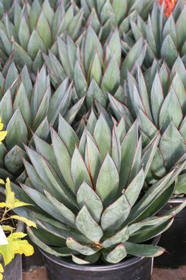 Agave hybrid blueglow × colorata ブルコロ Agave hybrid blueglow × colorata ブルコロ