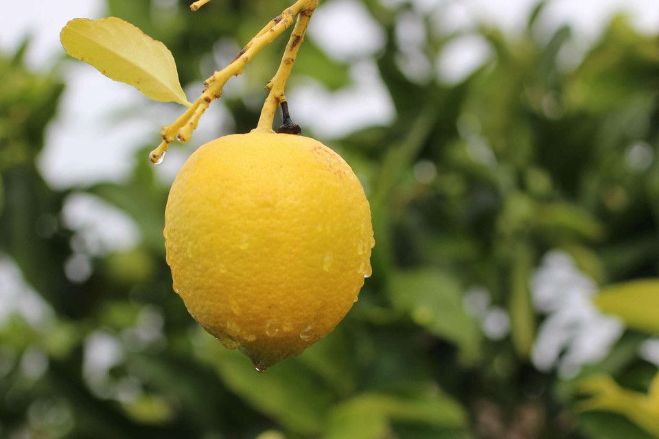 Eureka Lemon