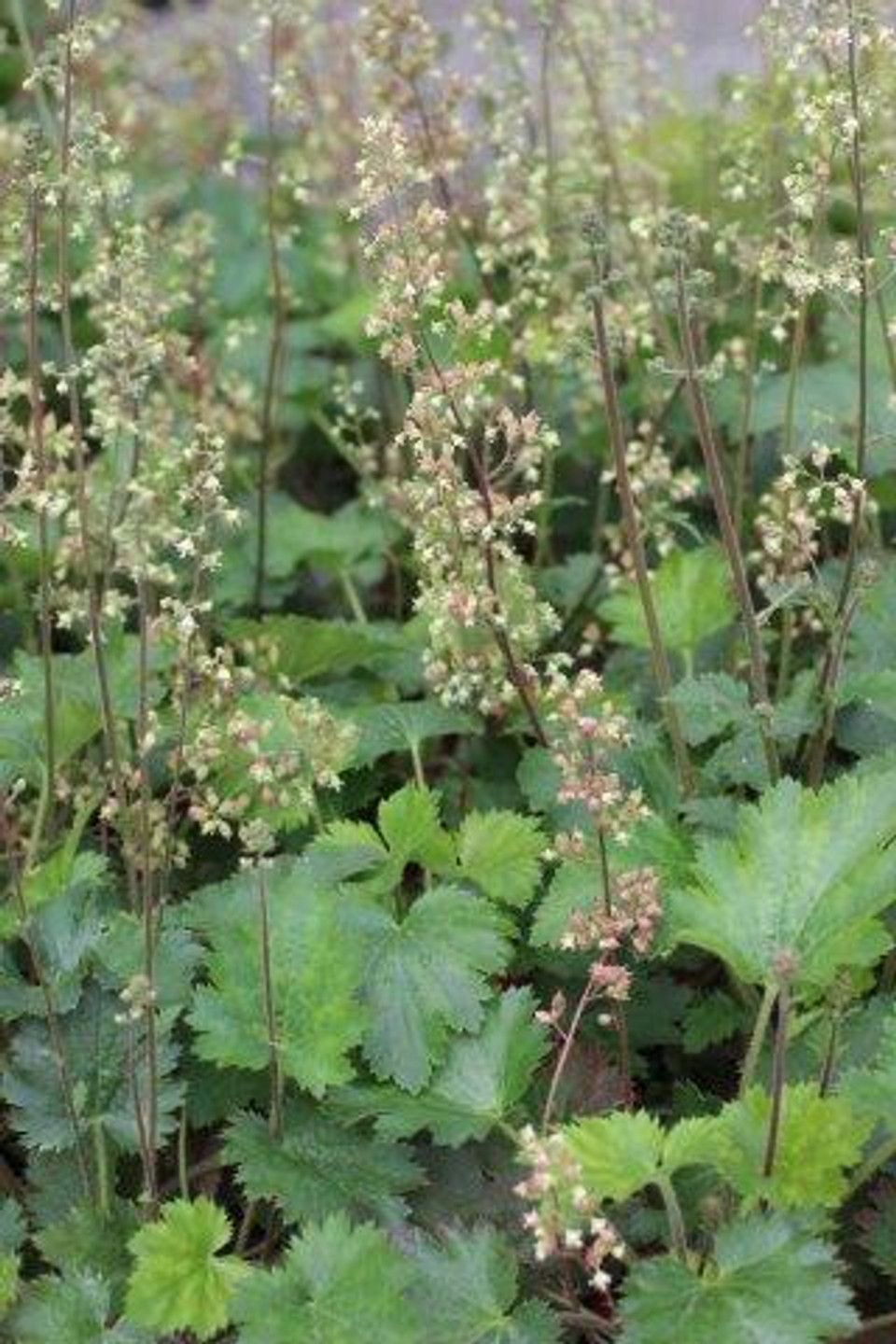 Island Alum Root Heuchera maxima