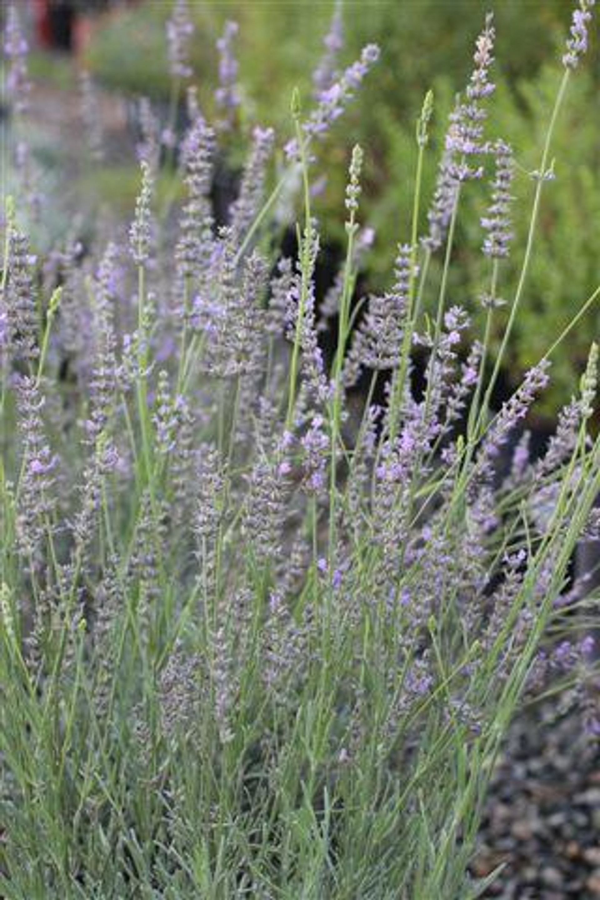 LAVANDULA INTERMEDIA 'PROVENCE'