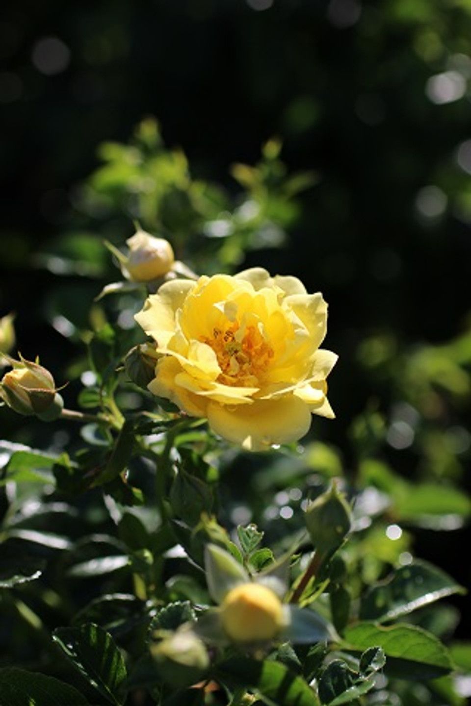 ROSA 'FLOWER CARPET YELLOW'