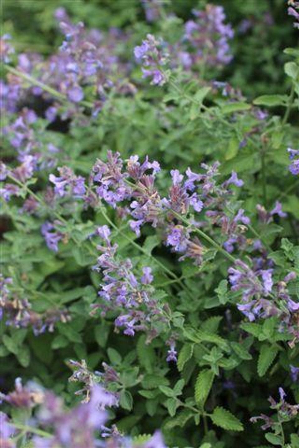 Walker's Low Catmint Nepeta x faassenii 'Walker's Low' (N. racemosa 'Walker's Low')