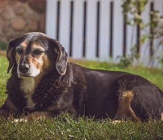 Dog with brown and black fur resting on grass, white fence in the background.