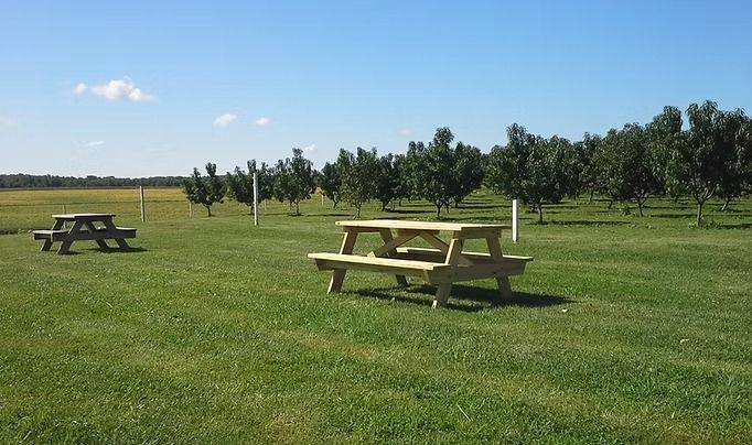 Two picnic tables on a grassy field with trees and a clear blue sky.