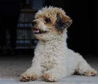 Tan and white curly-haired dog with dark ears, lying down, looking left, indoors.