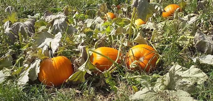 Orange pumpkins dot a pumpkin patch, surrounded by green leaves and grass.