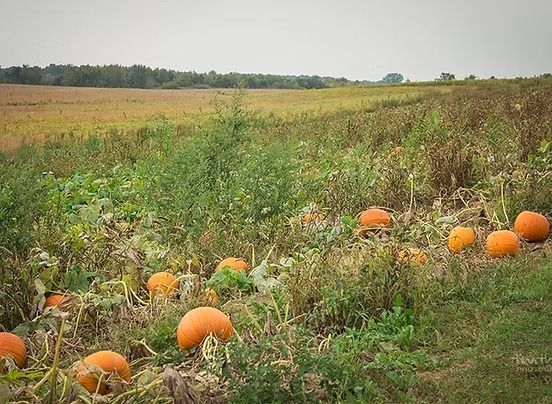 Pumpkin patch with ripe orange pumpkins in a field. Green and brown vegetation and a forest in the background.