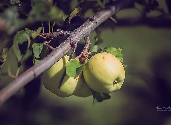 Green apples hanging from a tree branch in sunlight.