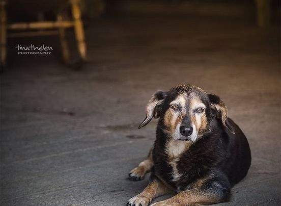 Dog with graying muzzle and brown and black fur laying on concrete floor.