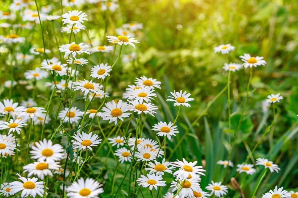Field of white daisies with yellow centers in sunlight.
