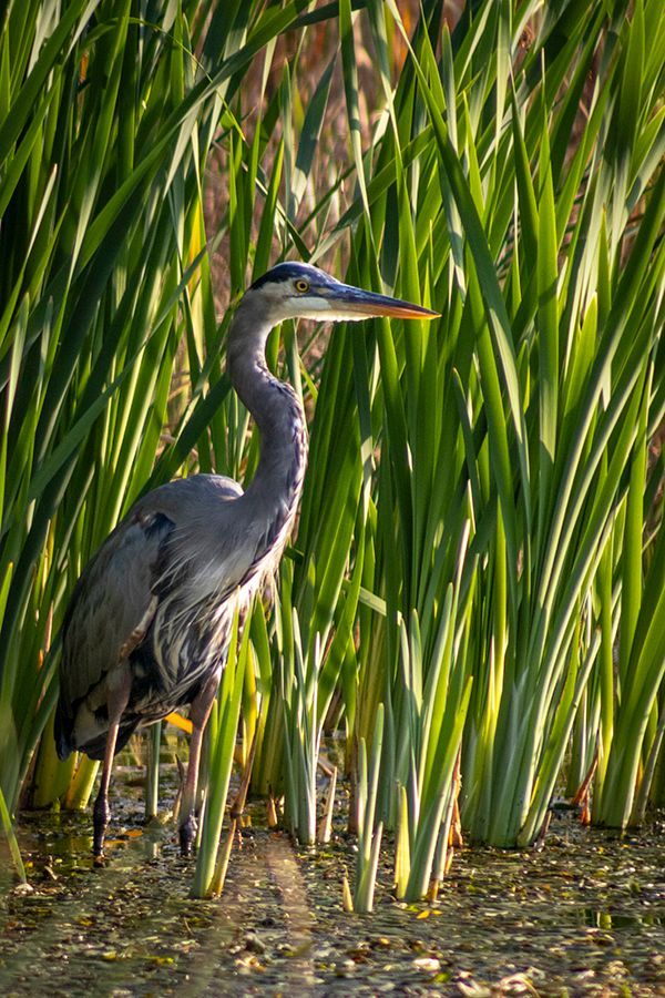 Blue heron standing in water with tall grass