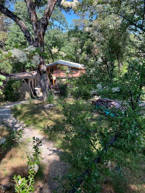 Sunrise Pottery's outdoor studio space, surrounded by green plants and flowers, with a small gravel path to the studio