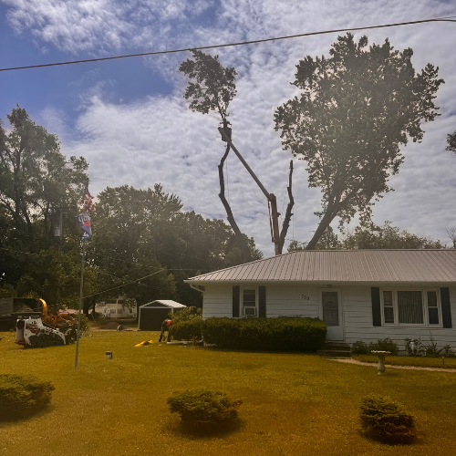 A house with a large tree in front of it