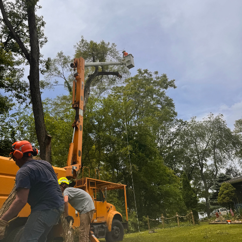 Two men are working on a tree with a crane.