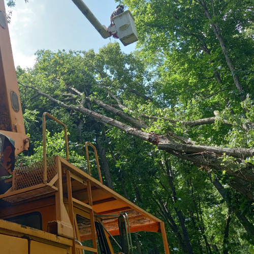 A crane is cutting down a tree in the woods.