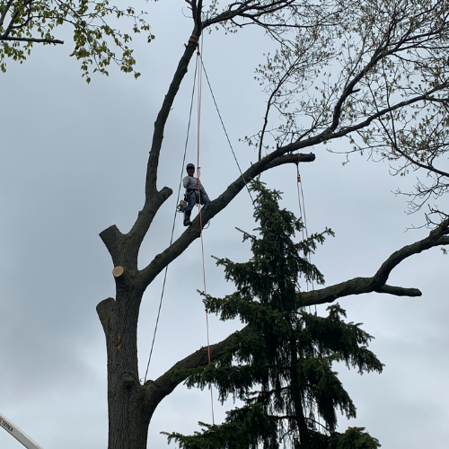 A man is climbing a tree with a crane in the background