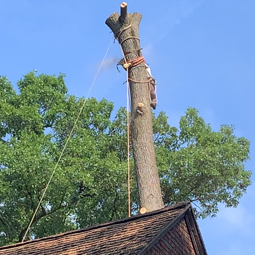 A tree is being removed from the roof of a house.