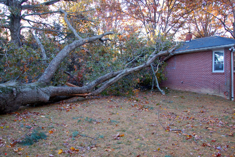 A large tree has fallen on a brick house.
