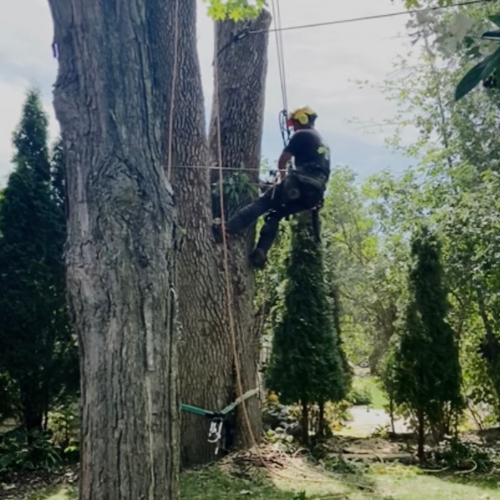 A man is climbing a tree with a chainsaw.