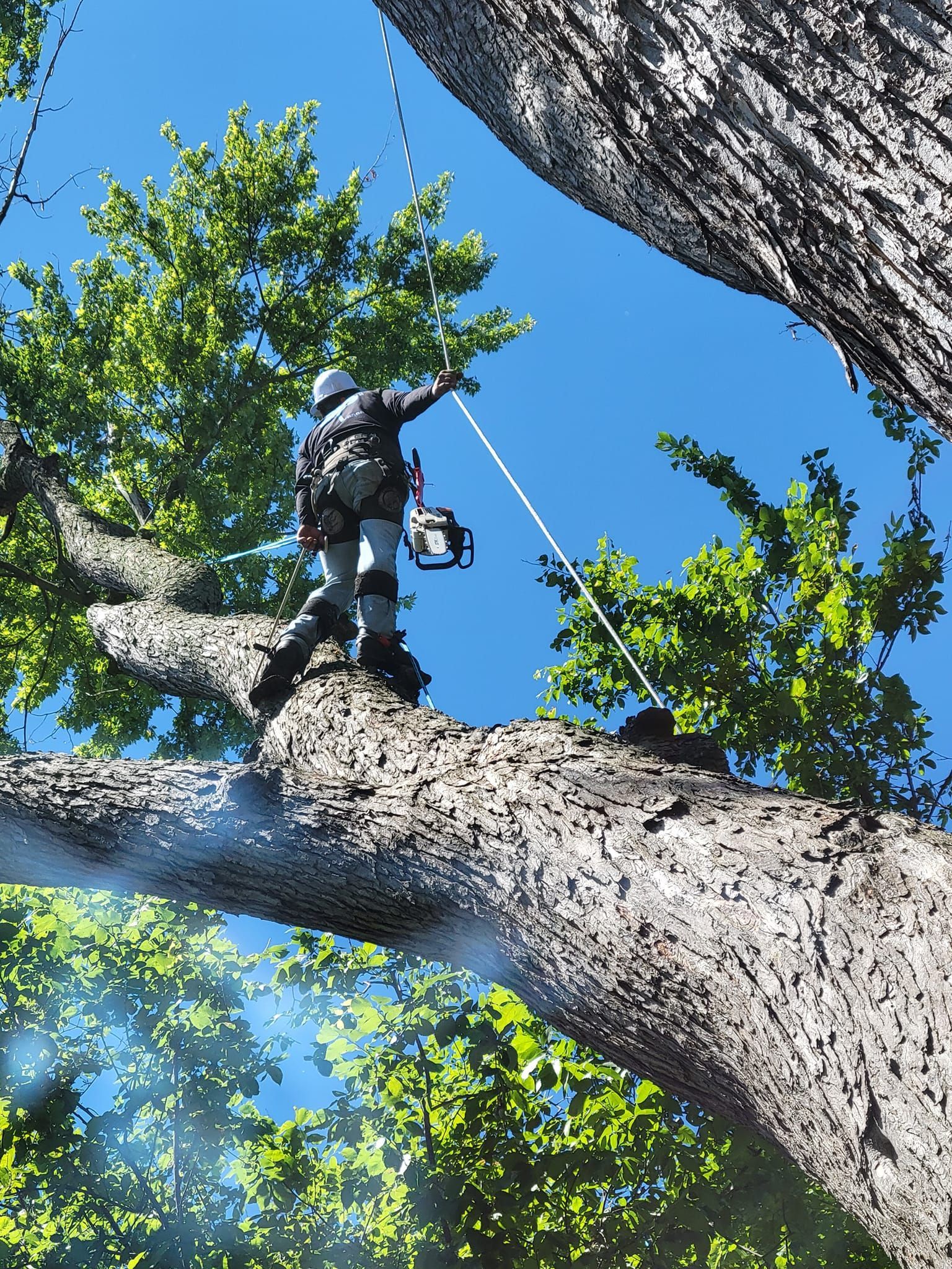 A man is cutting a tree branch with a chainsaw