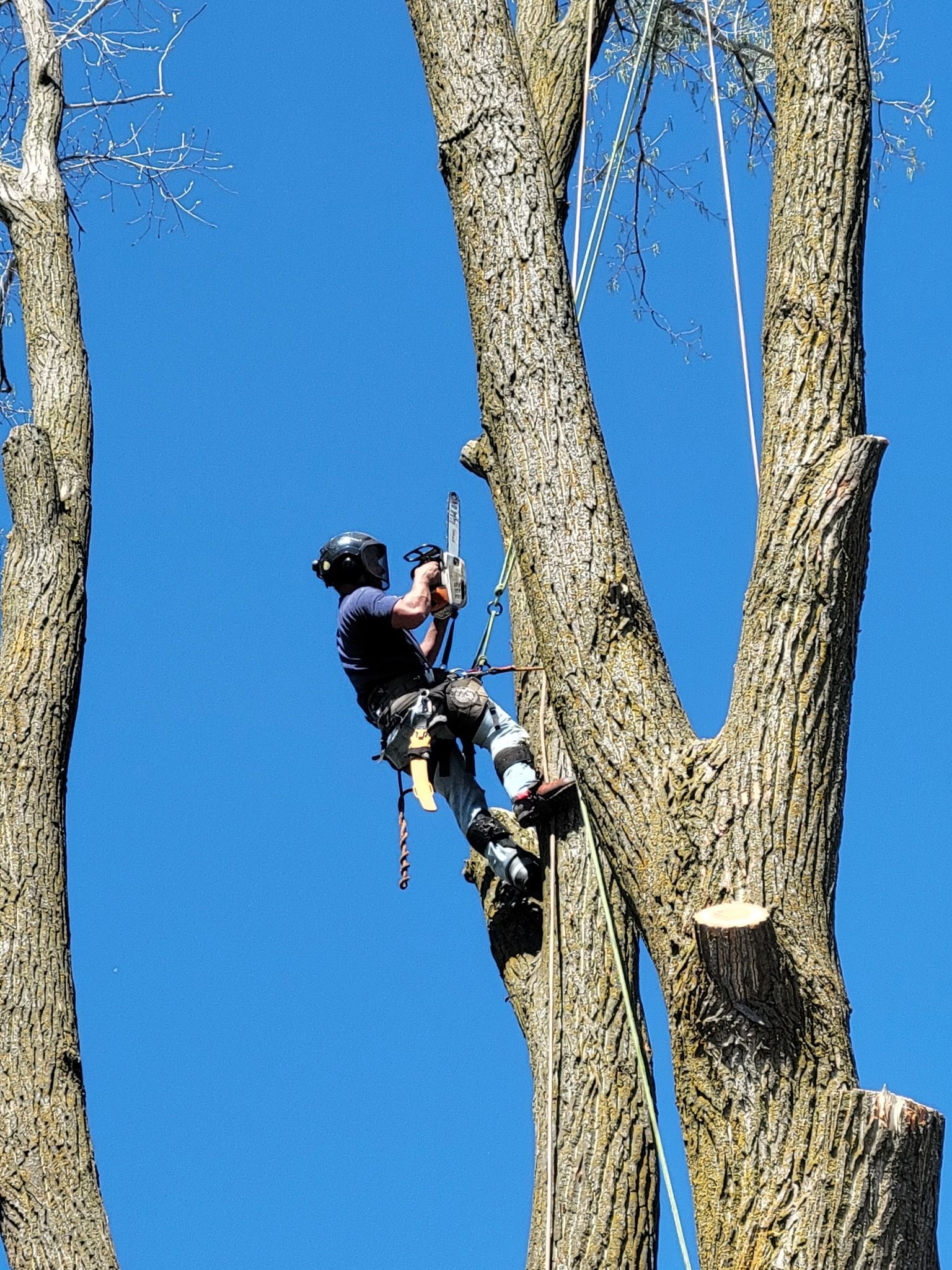 A man is climbing a tree with a blue sky in the background