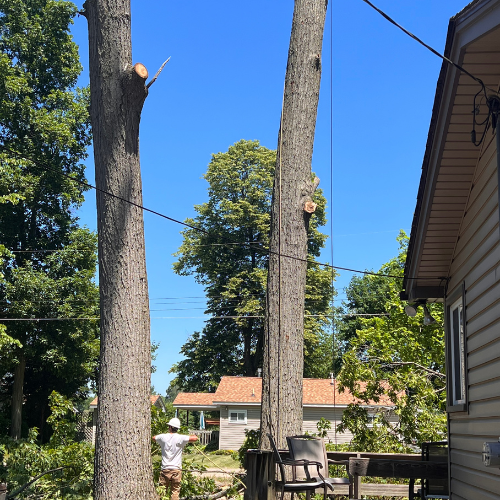 A man is standing between two trees in front of a house