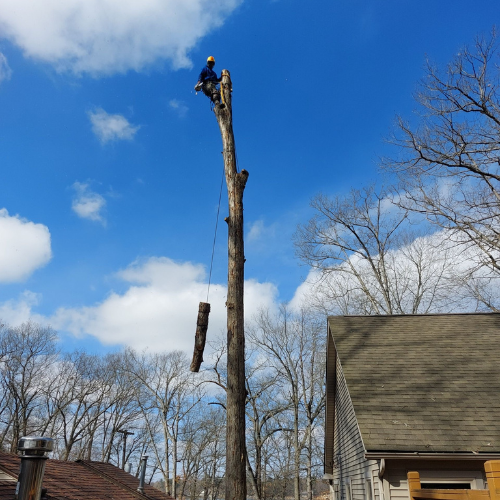 A tree stump is being removed from a tree in front of a house