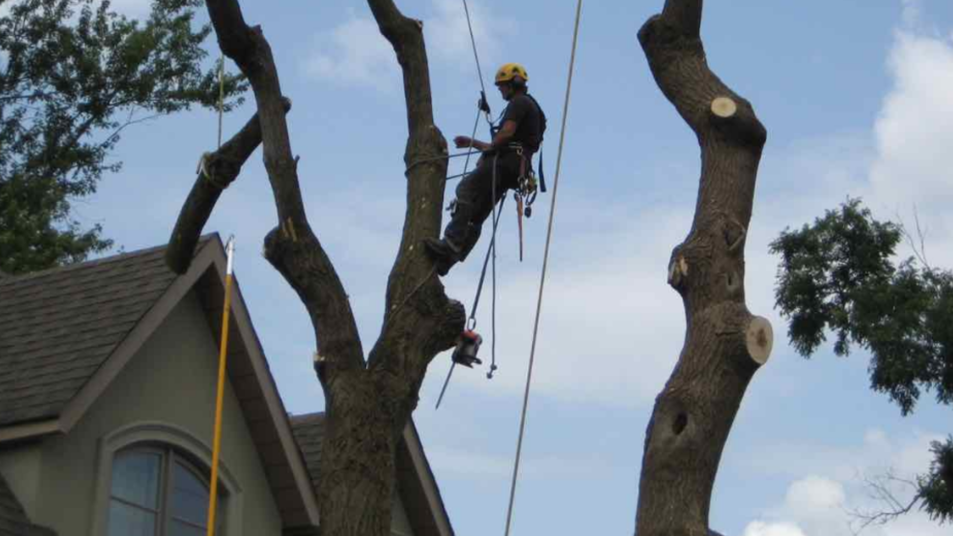 A man is climbing a tree in front of a house