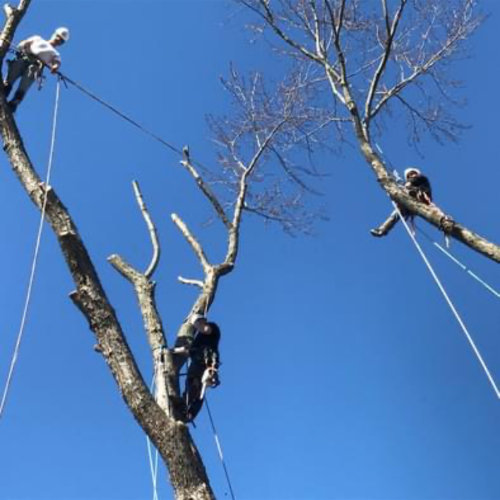 Two men are climbing a tree with ropes