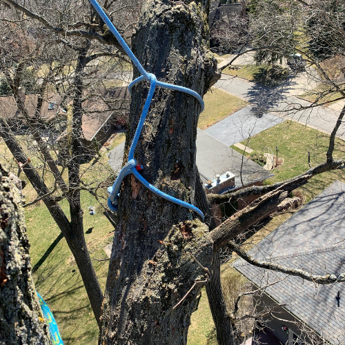 An aerial view of a tree with a blue rope attached to it.