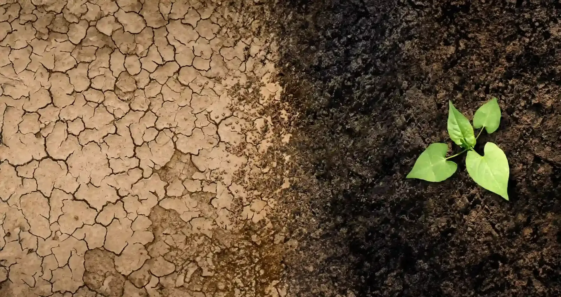 a small plant is growing out of a pile of dirt