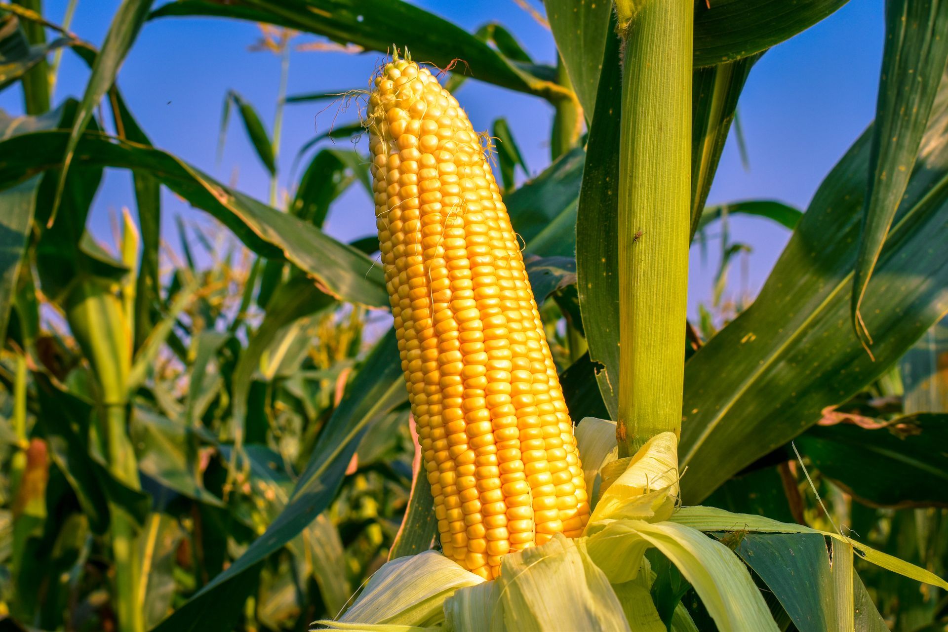 a close up of a corn cob growing in a field