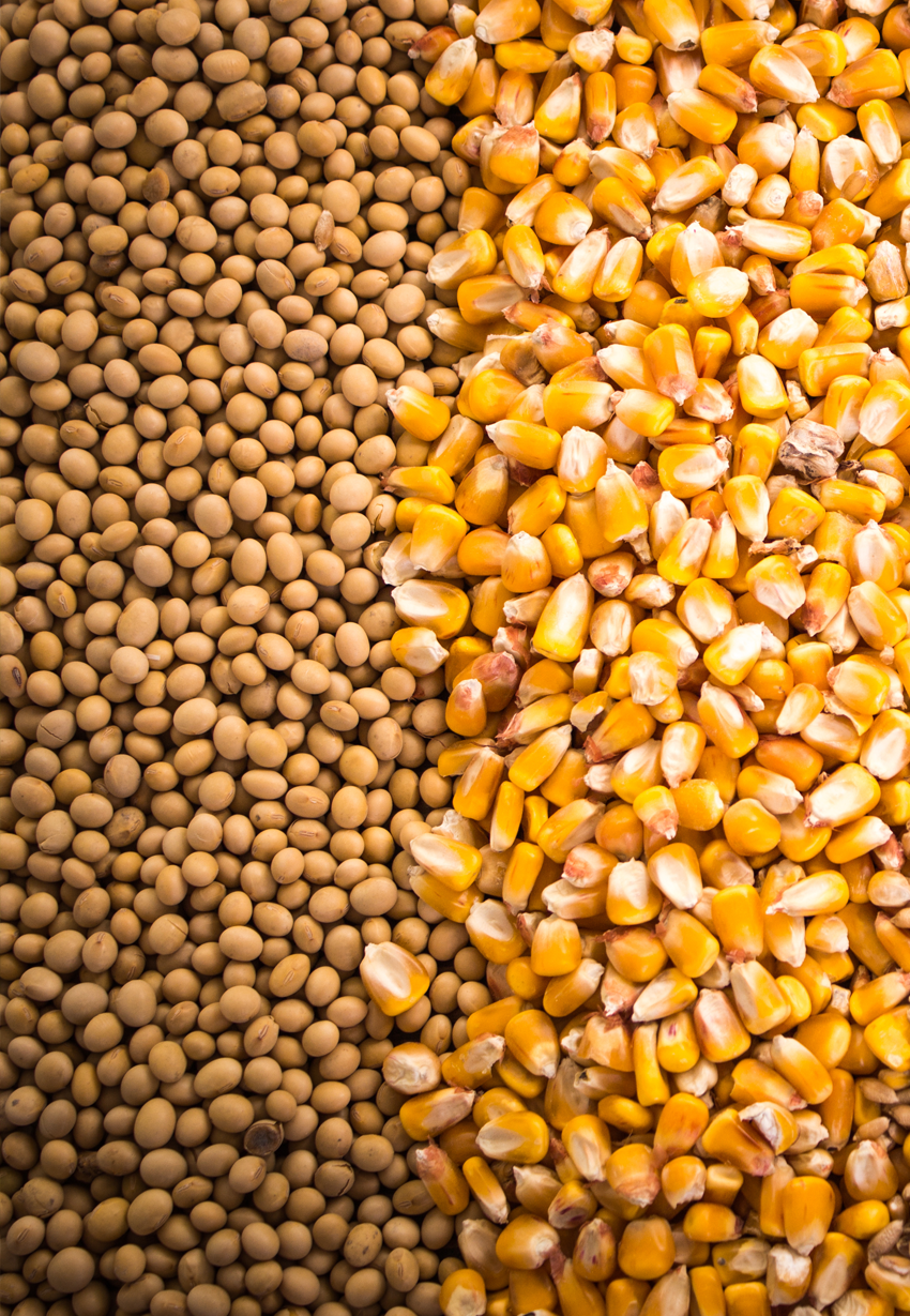 a close up of two different types of grains , soybeans and corn