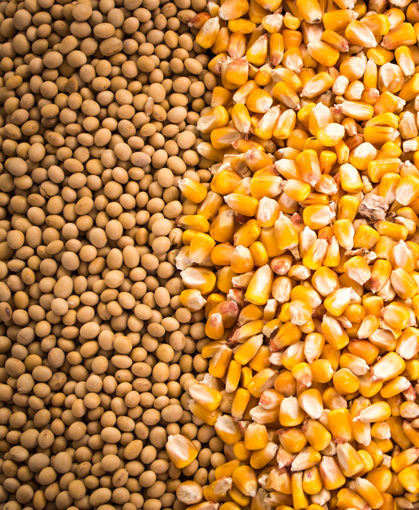 corn and soy beans 